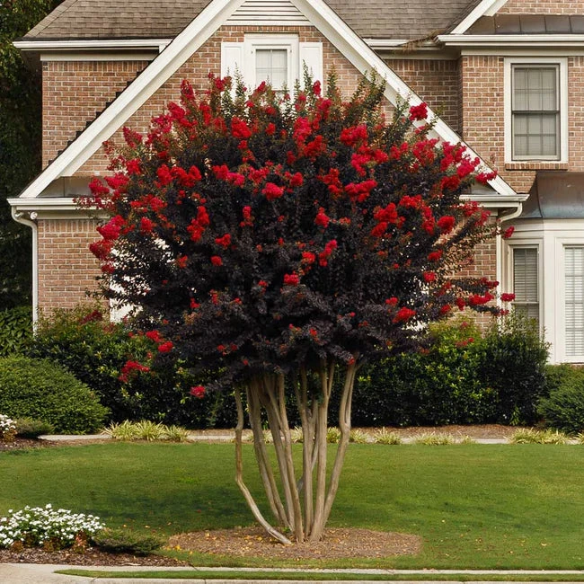 Black Diamond Best Red Crape Myrtle 3 Black Diamond Best Red Crape Myrtle