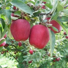 Red Delicious Apple Tree 4 Red Delicious Apple Tree - Image 2