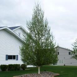 Dakota Pinnacle Birch -Macys Shop Dakota Pinnacle Birch 7