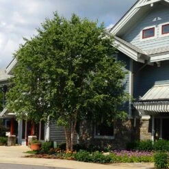 Dura Heat River Birch -Macys Shop Dura Heat River Birch 2