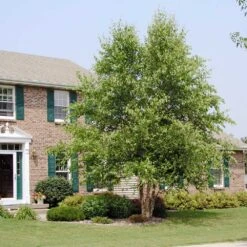 Dura Heat River Birch