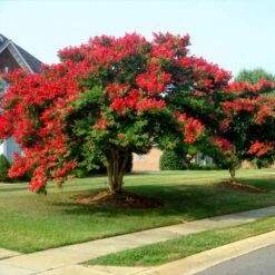 Dynamite Crape Myrtle