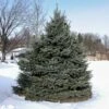 Fat Albert Colorado Blue Spruce -Macys Shop Fat albert Blue Spruce 3 BB