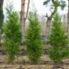 Green Rocket Leyland Cypress -Macys Shop Green Rocket Leyland Cypress 1