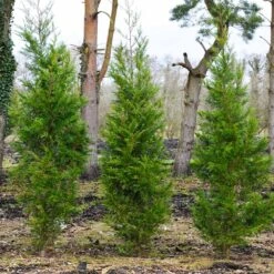 Green Rocket Leyland Cypress