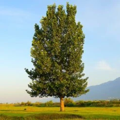 Superior Hybrid Poplar Tree -Macys Shop Hybrid Poplar 4