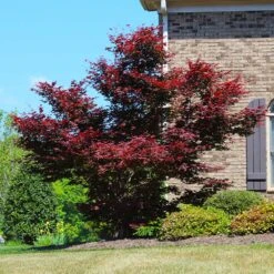 Red Japanese Maple Tree -Macys Shop Japanese Maple Red 4