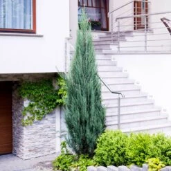 Juniper Skyrocket Tree -Macys Shop Juniper Skyrocket 6 FGT