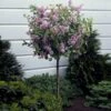 Korean Lilac Tree 1 Korean Lilac Tree -Macys Shop Korean Lilac Tree 3 BB