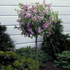 Korean Lilac Tree
