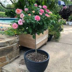 Marc Chagall™ Rose Tree