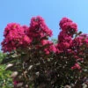 Black Diamond Mystic Magenta Crape Myrtle -Macys Shop Mystic Magenta 1024x768 1