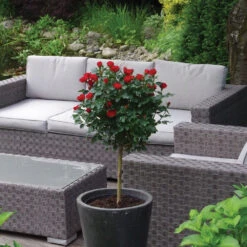 Petite Knock Out® Rose Tree