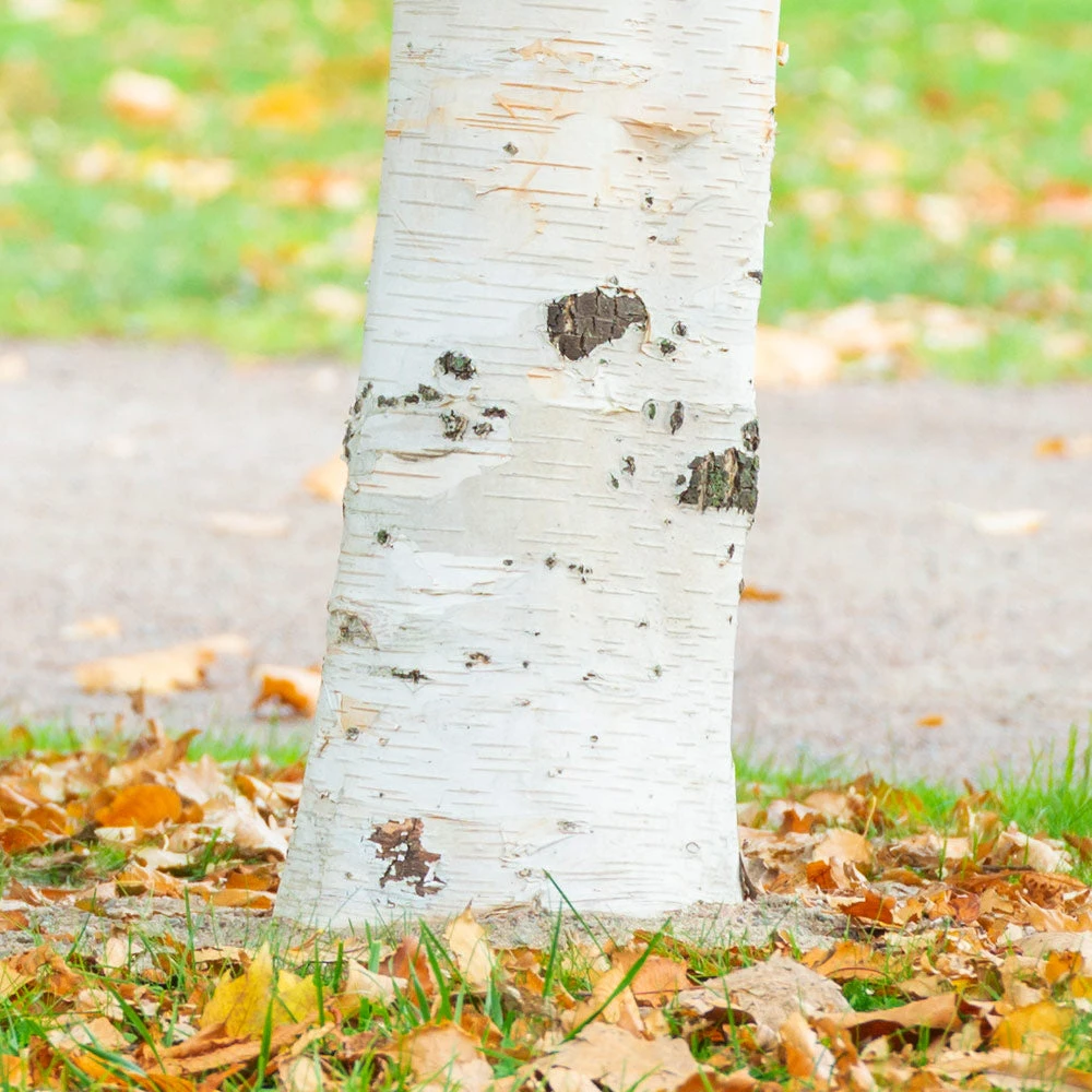 Royal Frost Birch 4 Royal Frost Birch - Image 2