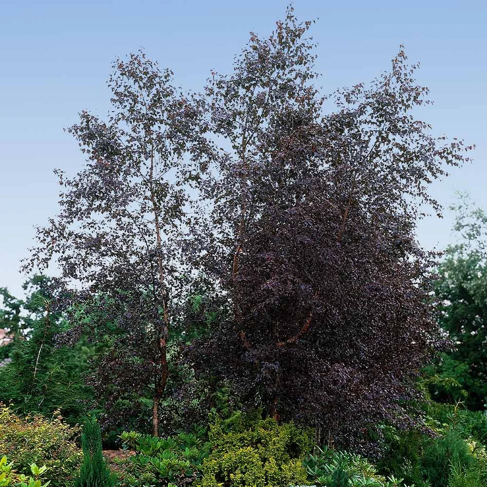 Royal Frost Birch 5 Royal Frost Birch - Image 3