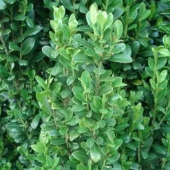 Sky Pencil Holly -Macys Shop Sky Pencil Holly 2 BB