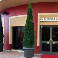 Spartan Juniper Tree -Macys Shop Spartan Juniper 4 BB