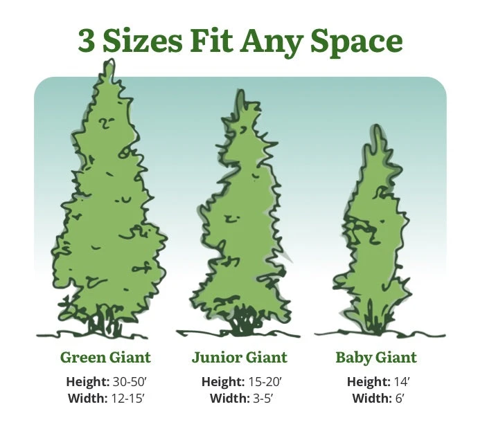 Thuja Green Giant 4 Thuja Green Giant - Image 2