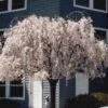 White Weeping Cherry Tree -Macys Shop White Weeping Cherry 6