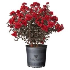 Black Diamond Best Red Crape Myrtle 8 Black Diamond Best Red Crape Myrtle -Macys Shop black diamond bushes 10896 64 600
