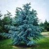 Blue Atlas Cedar 2 Blue Atlas Cedar -Macys Shop blue atlas cedar