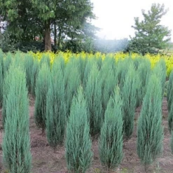 Blue Arrow Juniper -Macys Shop bluearrowjuniper