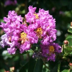Catawba Crape Myrtle
