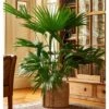 Chinese Fan Palm 2 Chinese Fan Palm -Macys Shop chinese fan palm