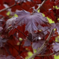 Crimson King Maple -Macys Shop crimsonkingmapletree