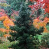 Black Dragon Cryptomeria -Macys Shop cryptomeria