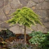 Dwarf Japanese Garden Juniper Tree -Macys Shop dwarfweepingjapanesegardenjunipertree