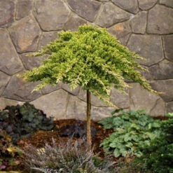 Dwarf Japanese Garden Juniper Tree