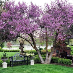 Eastern Redbud