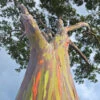 Rainbow Eucalyptus Tree -Macys Shop eucalyptus tree1
