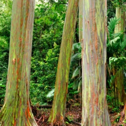 Rainbow Eucalyptus Tree -Macys Shop eucalyptus tree2