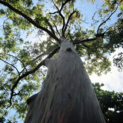 Rainbow Eucalyptus Tree -Macys Shop eucalyptus tree4