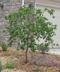 Lavender Twist Weeping Redbud Tree 9 Lavender Twist Weeping Redbud Tree -Macys Shop image 17a8e1dd ea40 4434 b15b db9ae89036a2