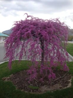 Lavender Twist Weeping Redbud Tree 8 Lavender Twist Weeping Redbud Tree -Macys Shop image 58b37a7a 8480 4a8b b617 58978a6164dc