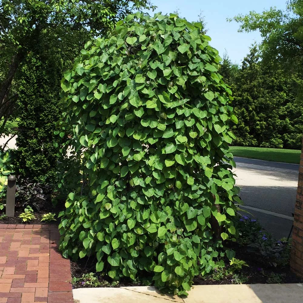 Lavender Twist Weeping Redbud Tree 4 Lavender Twist Weeping Redbud Tree - Image 2