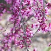 Lavender Twist Weeping Redbud Tree -Macys Shop lavender twist redbud flowers