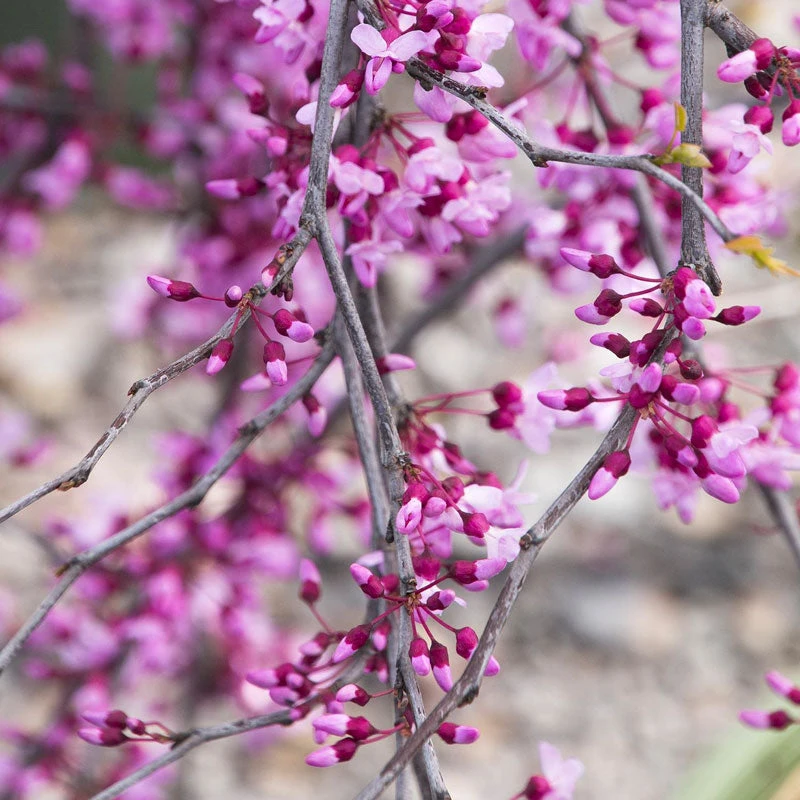 Lavender Twist Weeping Redbud Tree 3 Lavender Twist Weeping Redbud Tree