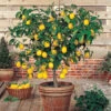 Meyer Lemon Tree 2 Meyer Lemon Tree -Macys Shop meyer lemon tree