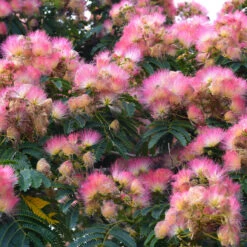 Pink Mimosa Tree