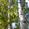 Quaking Aspen Tree -Macys Shop quaking aspen