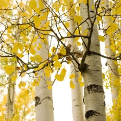 Quaking Aspen Tree 8 Quaking Aspen Tree -Macys Shop quaking aspen2