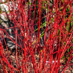 Red Twig Dogwood Shrub -Macys Shop red dogwood2