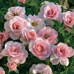 Sweet Sunblaze Miniature Rose Tree