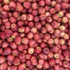 Gala Apple Tree -Macys Shop terra slaybaugh abSGJhSzRMI unsplash