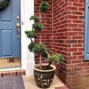 Dwarf Japanese Garden Juniper Topiary -Macys Shop topiary