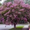 Twilight Crape Myrtle -Macys Shop twilight crepe myrtle2